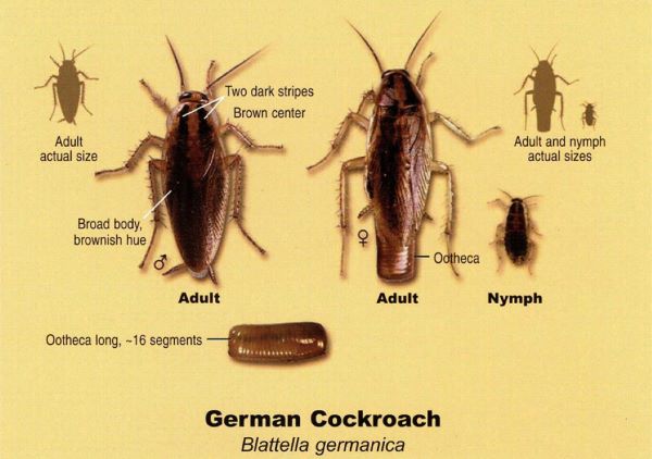 cockroach exterminator in Columbus Ohio