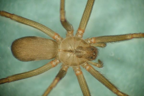 Exterminate Spiders near Dublin - Upper Arlington - Powell Ohio